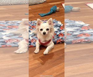 Chihuahua-Unknown Mix Dogs for adoption in Cuyahoga Falls , OH, USA