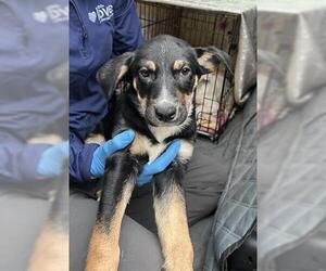 Labrador Retriever Dogs for adoption in Conroe, TX, USA