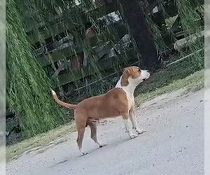 American Pit Bull Terrier Dogs for adoption in Houston, TX, USA