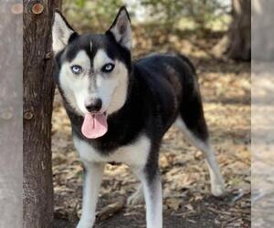 Siberian Husky Dogs for adoption in Denison, TX, USA