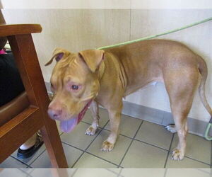 American Pit Bull Terrier Dogs for adoption in Ocala, FL, USA