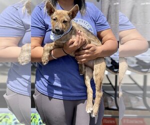 Mutt Dogs for adoption in Concord , CA, USA