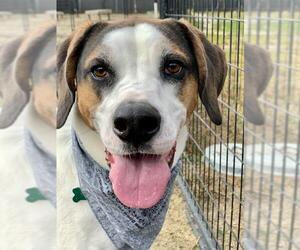Black and Tan Coonhound-Labrador Retriever-Boxer Mix Dogs for adoption in Williston, VT, USA