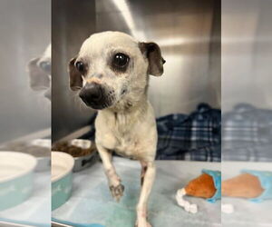 Chihuahua Dogs for adoption in Downey, CA, USA