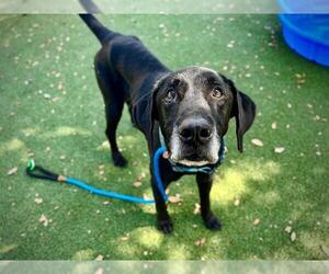 Labrador Retriever Dogs for adoption in Orlando, FL, USA