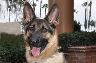 Medium Photo #1 German Shepherd Dog Puppy For Sale in Newport Beach, CA, USA