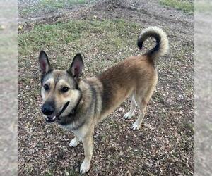 German Shepherd Dog-Unknown Mix Dogs for adoption in Conroe, TX, USA