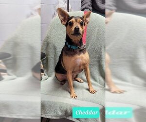 Medium Photo #1 Rat-Cha Puppy For Sale in Richmond, IN, USA