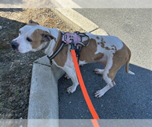 Mutt Dogs for adoption in Martinez, CA, USA