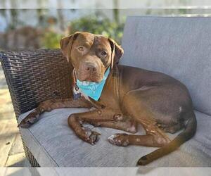 Boxador Dogs for adoption in Orlando, FL, USA