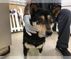 Shiba Inu Dogs for adoption in Riverside, CA, USA