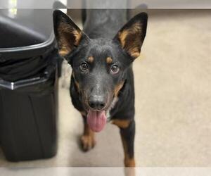 German Shepherd Dog-Unknown Mix Dogs for adoption in HESPERIA, CA, USA