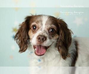 Cavalier King Charles Spaniel Dogs for adoption in Nashville, TN, USA