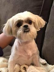 Shih Tzu Dogs for adoption in Lindale , TX, USA