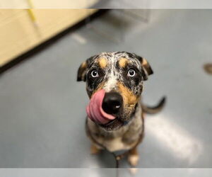 Catahoula Leopard Dog-Unknown Mix Dogs for adoption in Denver, CO, USA