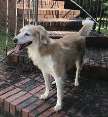Beago Dogs for adoption in Decatur, GA, USA