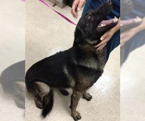 German Shepherd Dog-Unknown Mix Dogs for adoption in Riverside, CA, USA