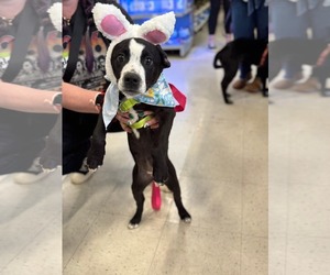 Labrador Retriever-Unknown Mix Dogs for adoption in Holly Springs, NC, USA
