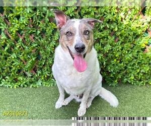 Australian Shepherd-Unknown Mix Dogs for adoption in West Palm Beach, FL, USA