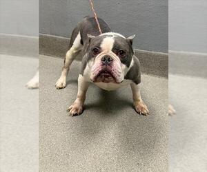 American Pit Bull Terrier-Unknown Mix Dogs for adoption in Las Vegas, NV, USA