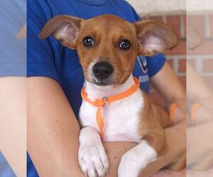 Chihuahua Dogs for adoption in Carrollton, TX, USA