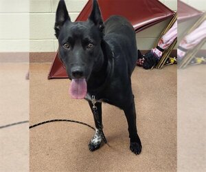 Shollie Dogs for adoption in Ogden, UT, USA