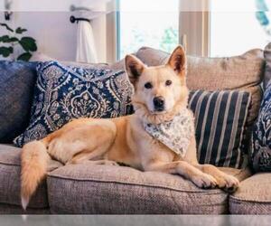 German Shepherd Dog-Siberian Husky Mix Dogs for adoption in Stephens City, VA, USA