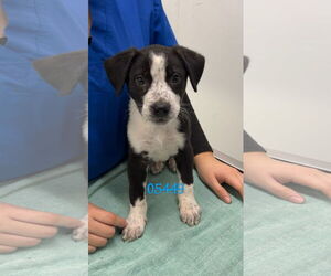 Mutt Dogs for adoption in Chico, CA, USA