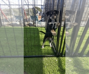 Shepweiller Dogs for adoption in San Pablo, CA, USA