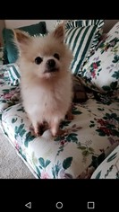 Pomeranian Dogs for adoption in Reeds, MO, USA