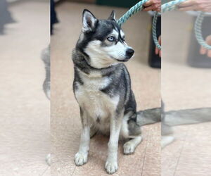 - Mix Dogs for adoption in Batavia, NY, USA
