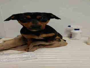 Doxie-Pin Dogs for adoption in Bakersfield, CA, USA