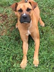 Boxer Dogs for adoption in Mount Airy, NC, USA
