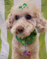 Poodle (Miniature)-Unknown Mix Dogs for adoption in Cuba, NY, USA