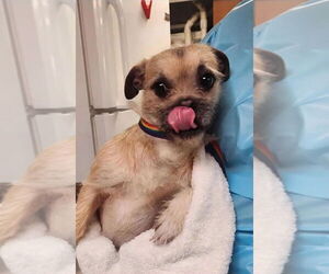Border Terrier-Pug Mix Dogs for adoption in Aurora, IN, USA