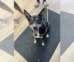 Australian Kelpie-Unknown Mix Dogs for adoption in Rowlett, TX, USA