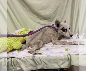 Australian Cattle Dog-Unknown Mix Dogs for adoption in Modesto, CA, USA