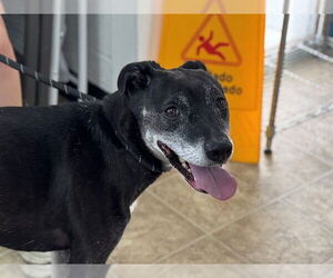 Plott Hound-Unknown Mix Dogs for adoption in Raleigh, NC, USA