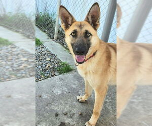 Mutt Dogs for adoption in Sacramento, CA, USA