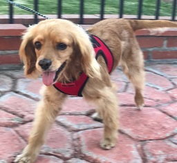 Cocker Spaniel-Unknown Mix Dogs for adoption in Petaluma, CA, USA