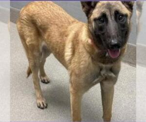 Mutt Dogs for adoption in Las Vegas, NV, USA