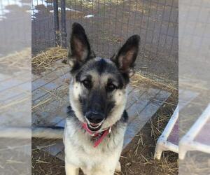German Shepherd Dog Dogs for adoption in Carson City, NV, USA