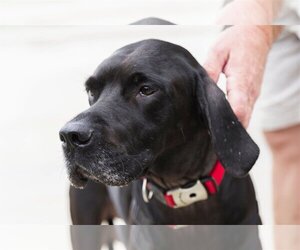Great Dane-Labrador Retriever Mix Dogs for adoption in Garner, NC, USA