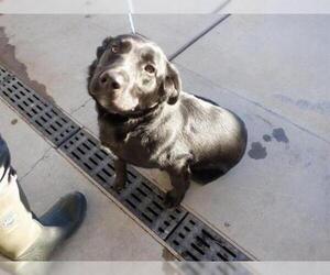 Labrador Retriever-Unknown Mix Dogs for adoption in Oroville, CA, USA