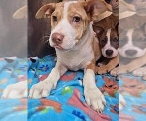 Bull Terrier-Unknown Mix Dogs for adoption in San Antonio, TX, USA