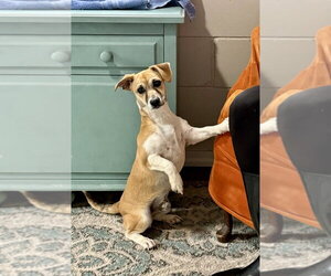 Mutt Dogs for adoption in San Leon, TX, USA