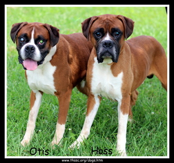 Boxer-Unknown Mix Dogs for adoption in Sullivan, IN, USA