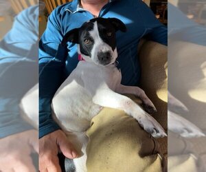 Jack-Rat Terrier Dogs for adoption in Minneapolis, MN, USA