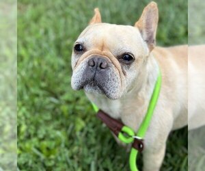 French Bulldog Dogs for adoption in Rohnert Park, CA, USA