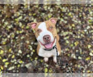 American Pit Bull Terrier Dogs for adoption in Charlotte, NC, USA
